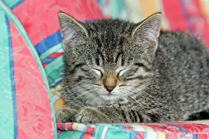 Sofas: Cat - kitten asleep on sofa