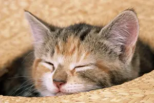 Asleep: CAT - kitten asleep in straw hat