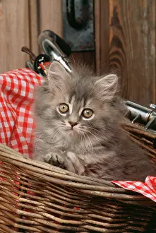 Bikes: CAT - kitten in basket on bicycle