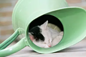 Jugs: CAT -Kitten, black and white, in jug
