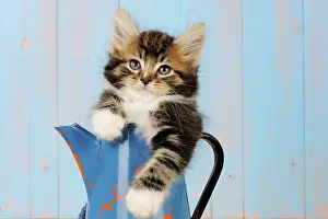 Jugs: Cat - Kitten in blue jug