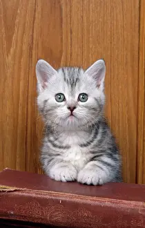 Books: CAT - kitten with books