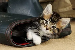 Shoes: Cat - Kitten in boot