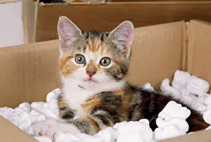 Polystyrene: CAT - Kitten in box with polystyrene. moving house