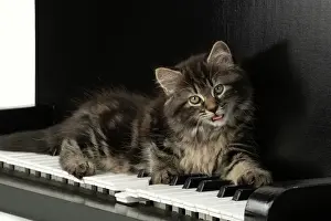 Instruments: CAT. Kitten, brown tabby (8 weeks old ) laying