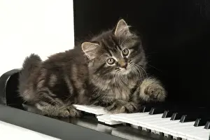 Instruments: CAT. Kitten, brown tabby (8 weeks old ) laying