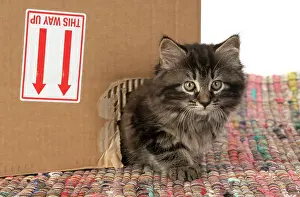 Cardboard: CAT. Kitten, brown tabby (8 weeks old ) looking