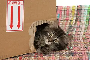 Cardboard: CAT. Kitten, brown tabby (8 weeks old ) looking