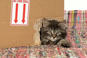 Boxes: CAT. Kitten, brown tabby (8 weeks old ) looking