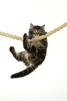 Ropes: CAT. Kitten, brown tabby (8 weeks old ) playing