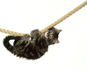 Ropes: CAT. Kitten, brown tabby (8 weeks old ) playing