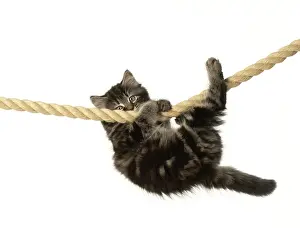 Ropes: CAT. Kitten, brown tabby (8 weeks old ) playing