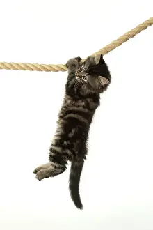 Ropes: CAT. Kitten, brown tabby (8 weeks old ) playing