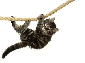 Ropes: CAT. Kitten, brown tabby (8 weeks old ) playing