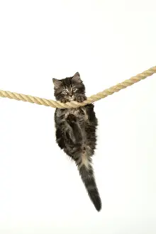 Ropes: CAT. Kitten, brown tabby (8 weeks old ) playing