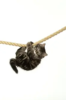 Ropes: CAT. Kitten, brown tabby (8 weeks old ) playing