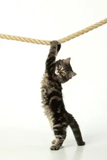 Ropes: CAT. Kitten, brown tabby (8 weeks old ) playing