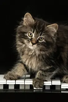 Instruments: CAT. Kitten, brown tabby (8 weeks old ) sitting