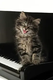 Instruments: CAT. Kitten, brown tabby (8 weeks old ) sitting