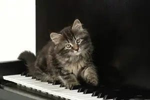 Instruments: CAT. Kitten, brown tabby (8 weeks old ) sitting