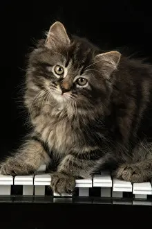 Instruments: CAT. Kitten, brown tabby (8 weeks old ) sitting