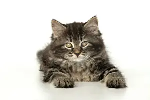 160820: CAT. Kitten, brown tabby (8 weeks old ) sleepy