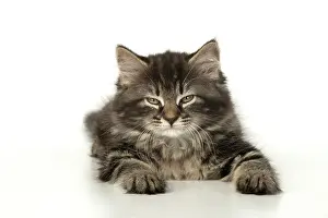 160820: CAT. Kitten, brown tabby (8 weeks old ) sleepy