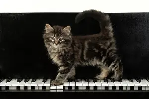 Instruments: CAT. Kitten, brown tabby (8 weeks old )standing