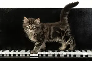 Instruments: CAT. Kitten, brown tabby (8 weeks old )standing
