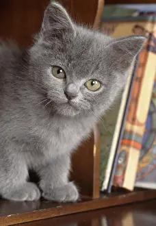 Bureau: Cat - kitten in bureau