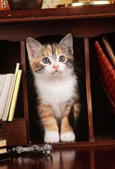 Bureau: CAT - kitten on bureau