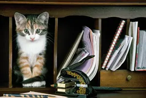 Bureau: Cat - kitten in bureau