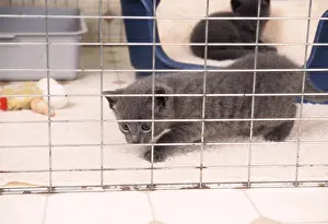 Cages: CAT - kitten in cage