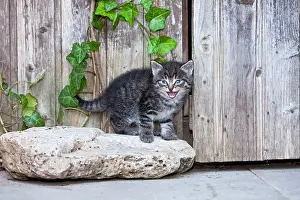 Miaowing: Cat - kitten calling - in front of garden shed