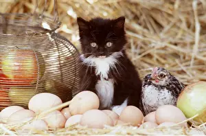 Easter: CAT - Kitten with chicken amongst eggs and apples