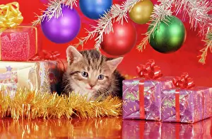 Tinsel: Cat - kitten under Christmas tree