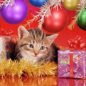 Tinsel: Cat - kitten under Christmas tree