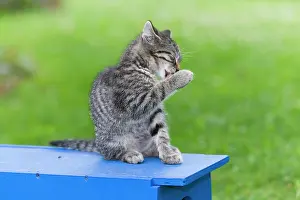Groom: Cat - kitten cleaning itself - in garden