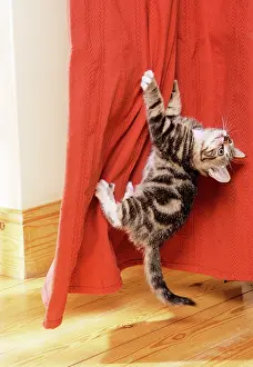 Damage: Cat - Kitten climbing up curtains