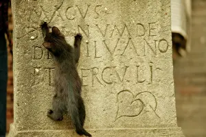 Supernatural: Cat - Kitten climbs up gravestone