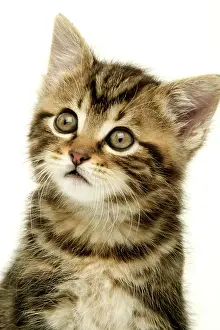 Startled: CAT - Kitten, close-up
