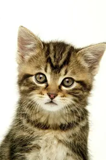 Moustache: CAT - Kitten, close-up