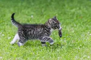 Shrews: Cat - kitten with common shrew on lawn