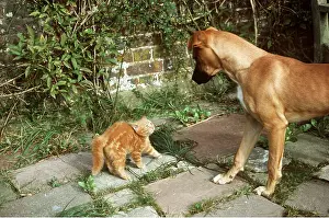 Greeting: CAT - kitten in defence pose with dog