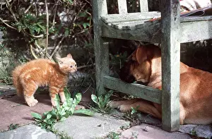Ardea London: CAT - kitten in defence posture by dog