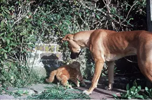 Greeting: CAT / kitten - in defensive pose being chased by dog