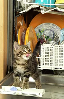 Unhygienic: Cat - Kitten in dishwasher
