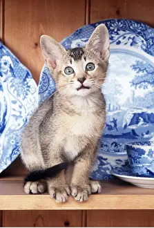 Unhygienic: CAT - Kitten on dresser