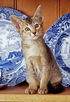 Pricked: CAT - Kitten on dresser with blue plates