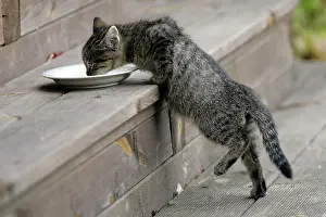 Saucer: CAT, Kitten - drinking milk from saucer on doorstep